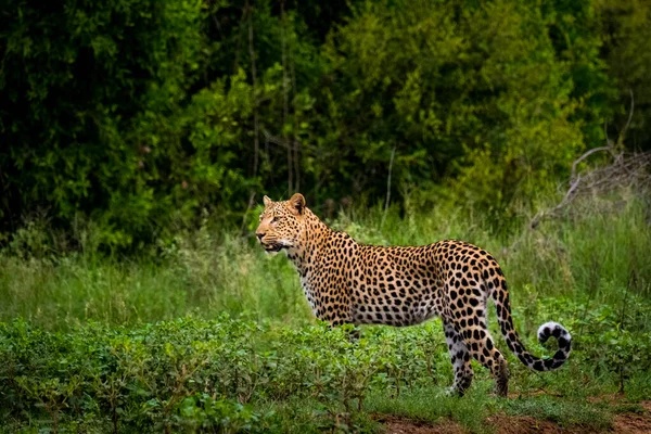 雌性豹子在野外行走 — 图库照片