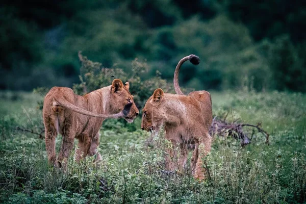 Jogando Leões Natureza — Fotografia de Stock