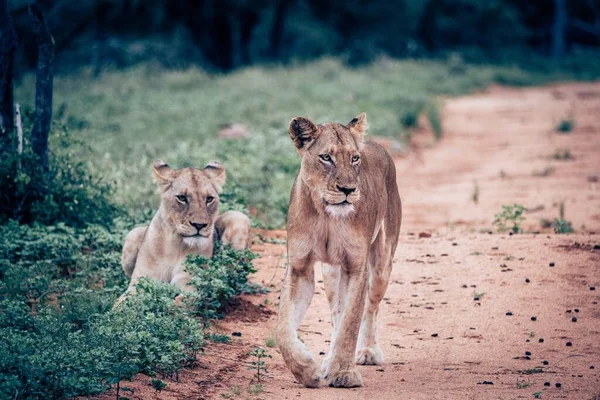 狮子在路上的骄傲 — 图库照片