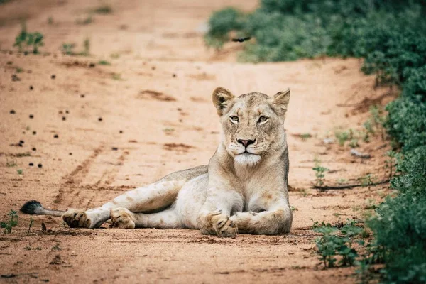 Lion Ourson Sur Route — Photo
