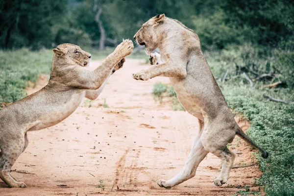 Jouer Aux Lions Dans Nature — Photo