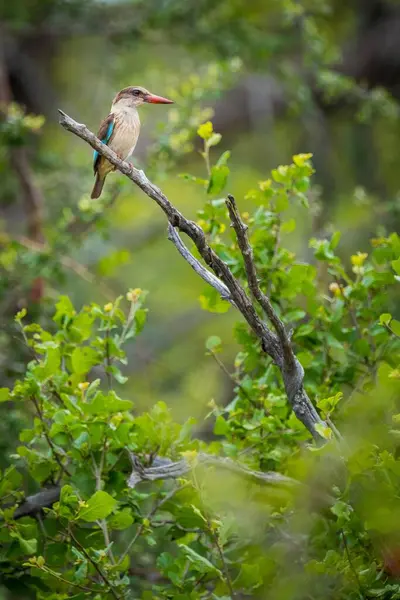 Woodlands Kingfisher dalda