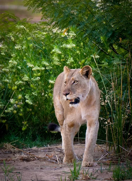 Lionne Marche Dans Nature — Photo