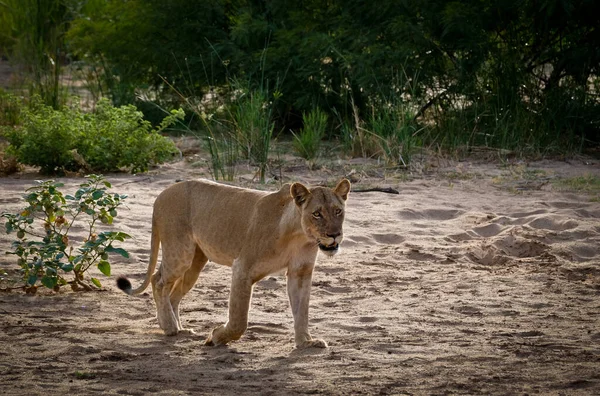 Λιοντάρι Περπατά Στην Άγρια Φύση — Φωτογραφία Αρχείου