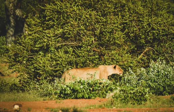 Lioness Walking Wild — Stock Photo, Image