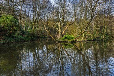 Sakin suların, yapraksız ağaçların ve mavi gökyüzünün altında yeşil bitkilerin bulunduğu sakin doğal manzara..