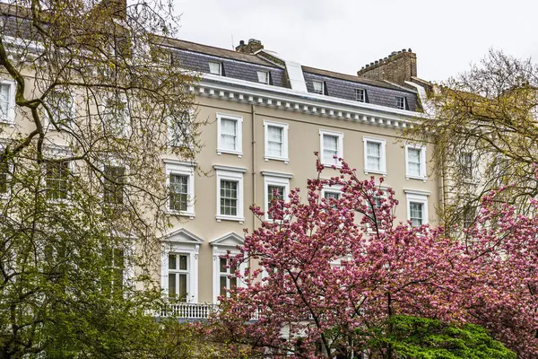 Geleneksel teraslı evler, krema cepheleriyle süslenmiş, bahar aylarında açan parlak pembe kiraz çiçekleriyle süslenmiş. İngiltere 'de pitoresk kentsel yerleşim caddesi.