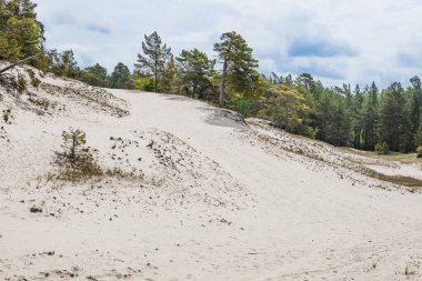 Letonya 'daki Baltık Çam Ormanı' nın yanındaki geniş altın kum tepesi kırılgan ekosistem ve rüzgar desenlerini gösteriyor