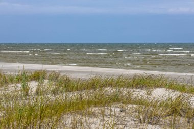 Rüzgar biçimli marram otlu Letonya kum tepeciği köpüklü Baltık dalgalarına bakıyor.