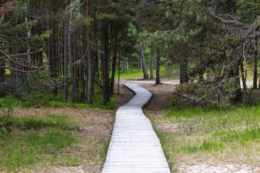 Tahta bir sahil yolu, sakin bir çam ormanının içinden geçer. Doğa yürüyüşü ve huzurlu bir kaçış için mükemmeldir..