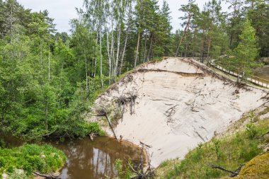 Gauja Nehri 'nin yukarısındaki ikonik Beyaz Kumtaşı kuleleri, soluk kumtaşı yemyeşil çamlarla buluşuyor..