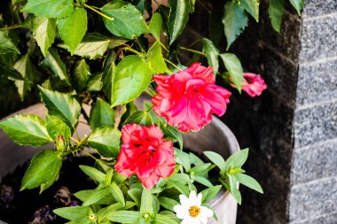 Güzel kırmızı bir Hibiscus Syriacus ve beyaz zinnia angustifolia çiçekleri..