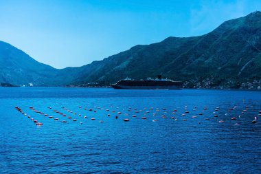 Kotor Körfezi manzarası, midye çiftliği, Dobrota bölgesi, Karadağ.