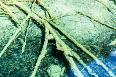 Su arka planı yeşil ve mavi, ağaç gövdeleri su altında..