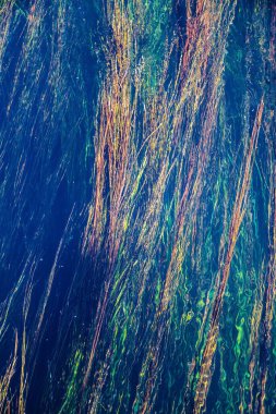 Suyun altında çimen olan üst görünüm, bulanık arkaplan.