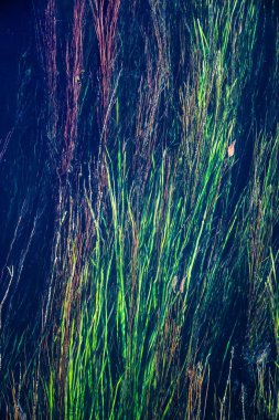 Suyun altında çimen olan üst görünüm, bulanık arkaplan.