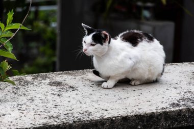 Taş bir çitte oturan kedi uyuyor ve rahatlıyor..