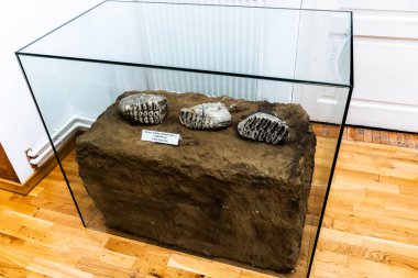 TARGOVISTE, ROMANIA - JULY 29, 2022: Museum of Human Evolution and Technology in the Paleolithic.