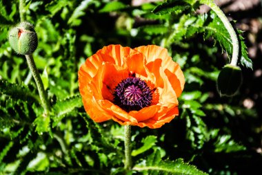 Papaver orientale, the Oriental poppy, is a perennial flowering plant native to the Caucasus, northeastern Turkey, and northern Iran.