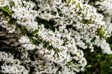 Jasmine is a genus of shrubs and vines in the olive family (Oleaceae).