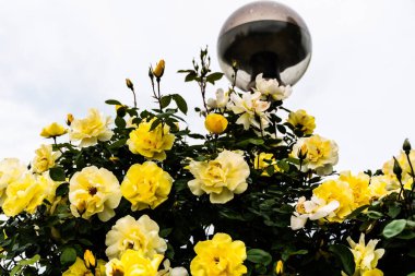 Beautiful and delicate yellow roses.