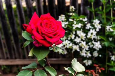 Beautiful and delicate red rose with a fence and white flowers in the background.