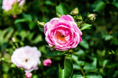 Bush of pink roses  and a bee on a rose.