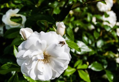 Bush of white roses  and a bee on a rose.