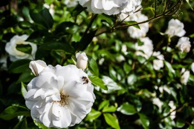 Bush of white roses  and a bee on a rose.