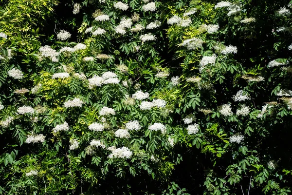 ニワトコはレンプクソウ科家族の顕花植物の属です な種は 高齢者や高齢者に一般的と呼ばれる ロイヤリティフリーのストック画像