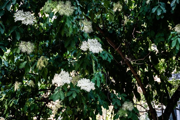 ニワトコはレンプクソウ科家族の顕花植物の属です な種は 高齢者や高齢者に一般的と呼ばれる ストック画像