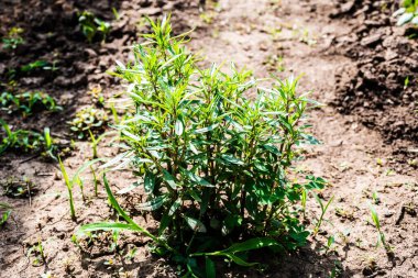 Thyme, also called garden thyme or good thyme, have culinary, medicinal, and ornamental uses, and the species most commonly cultivated and used for culinary purposes is Thymus.