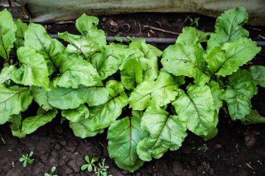 Beta vulgaris (beet) with water drops on leaves.