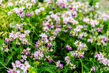 Securigera varia flower (Coronilla varia), commonly known as crownvetch or purple crown vetch, is a low-growing legume vine and a bumble bee.
