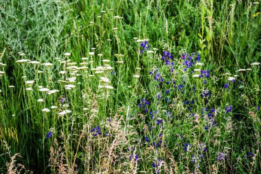 Field with Achillea millefolium plants (yarrow) and Consolida regalis (forking larkspur) and other weeds.