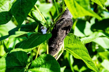 Phaseolus vulgaris, the common bean, herbaceous annual plant grown worldwide for its edible dry seeds or green, unripe pods. 