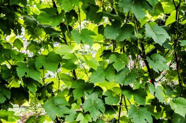 Unripe grapes on the vine. Bunches of grapes.