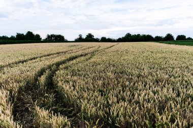 Agricultural land with unripe wheat. Unripe green wheat during ripening in summer.
