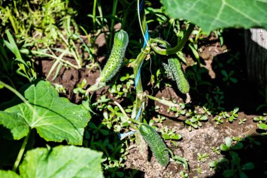Cucumber (Cucumis sativus) is a widely-cultivated creeping vine plant, which are used as culinary vegetables.