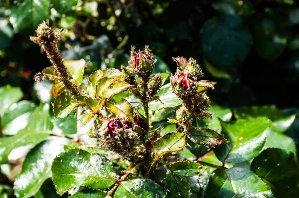 stock image Aphids (greenfly and blackfly) on a rose bud. Pests of roses.