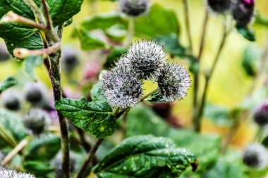 Arctium tomentosum, yaygın olarak yünlü dulavrat dulavratotu olarak bilinir..