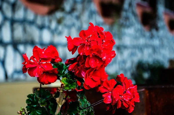 stock image Geranium with a vibrant red color and drops of water, this plant blooms from spring to autum