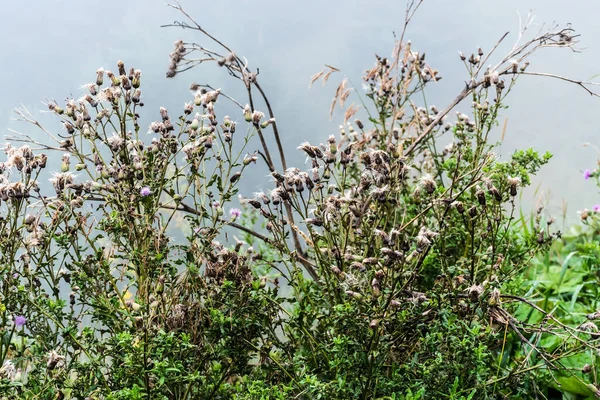 Cirsium Arvense Jest Wieloletnim Gatunkiem Roślin Kwitnących Powszechnie Znanym Jako — Zdjęcie stockowe