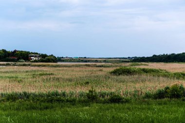 Ilfov ilçesinden sazlıklar ve diğer bitkilerle birlikte kırsal alan. Romanya.