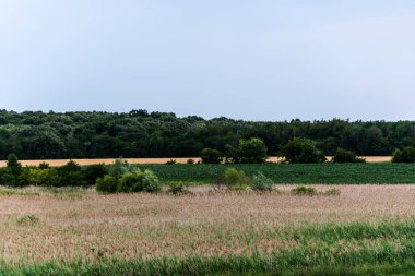 Ilfov ilçesinden sazlıklar ve diğer bitkilerle birlikte kırsal alan. Romanya.