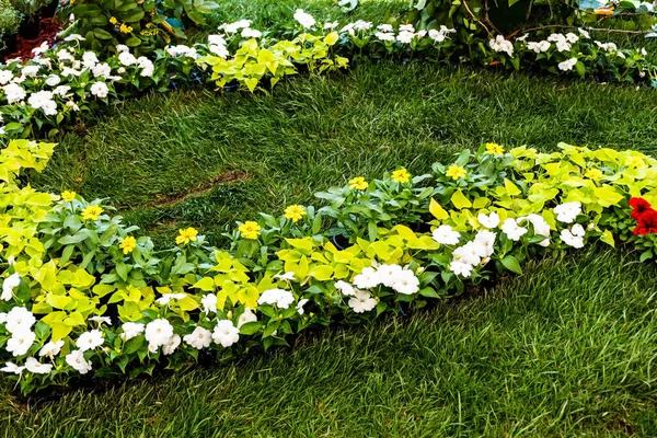 Flower Rows Petunias Zinnia Angustifolia — Stock Photo, Image