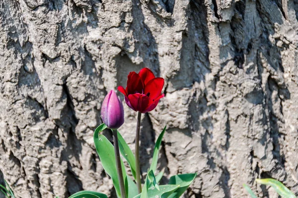 Dos Flores Rojas Tulipán Sobre Fondo Corteza Árbol — Foto de Stock