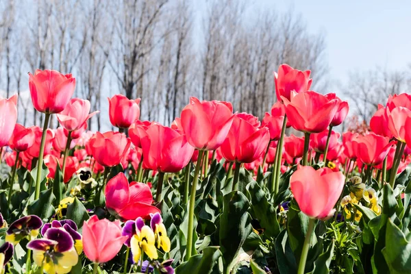 Rosa Tulpen Und Viola Tricolor Blumen Park Einem Sonnigen Tag — Stockfoto