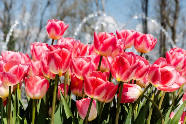 Pink Tulip Flowers Park Sunny Day — Stockfoto