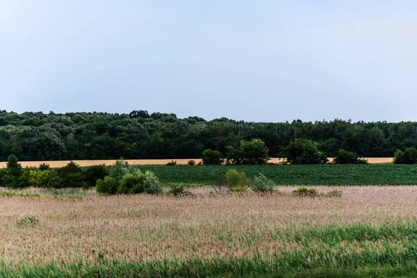 Krajobraz Wiejski Ilfov Powiatu Trzciny Innych Roślin Rumunia — Zdjęcie stockowe